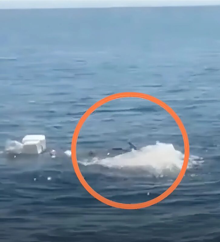 Ils ont pris cela pour des déchets marins, mais ce qu'ils ont trouvé a été une sauvetage qui change la vie