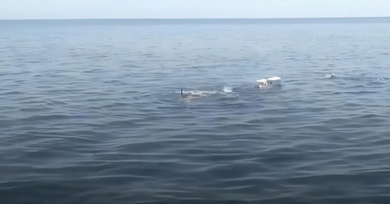 Ils ont pris cela pour des déchets marins, mais ce qu'ils ont trouvé a été une sauvetage qui change la vie