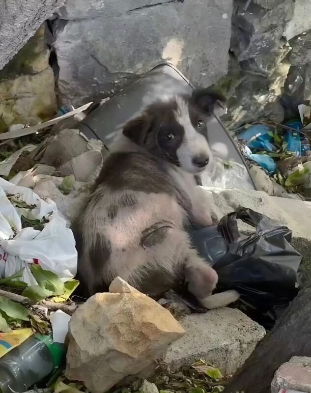 J'ai trouvé un chiot dans une poubelle — mais la vidéo a révélé quelque chose de bien plus étrange