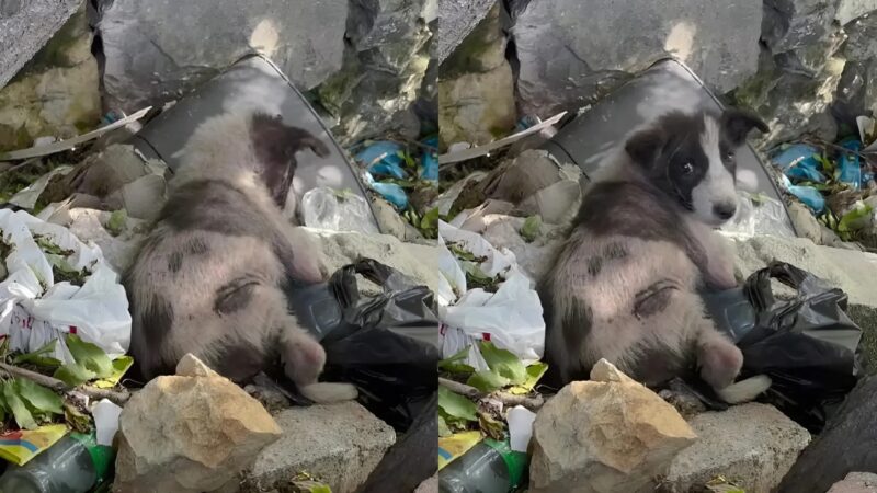 J'ai trouvé un chiot dans une poubelle — mais la vidéo a révélé quelque chose de bien plus étrange