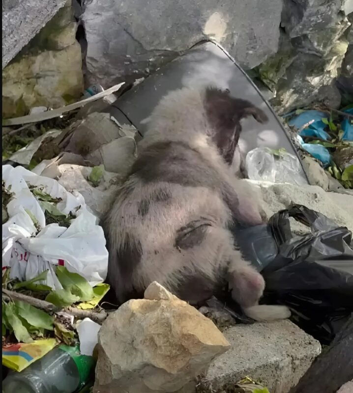 J'ai trouvé un chiot dans une poubelle — mais la vidéo a révélé quelque chose de bien plus étrange