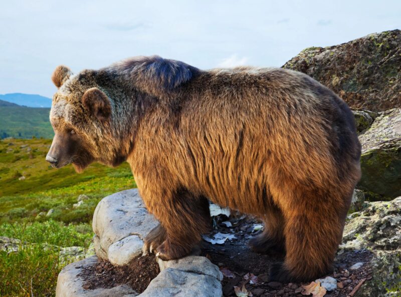 Sur la route, j’ai aperçu un ours emmêlé dans des filets, incapable de se libérer : je me suis arrêté pour l’aider, mais il s’est passé quelque chose d’inattendu