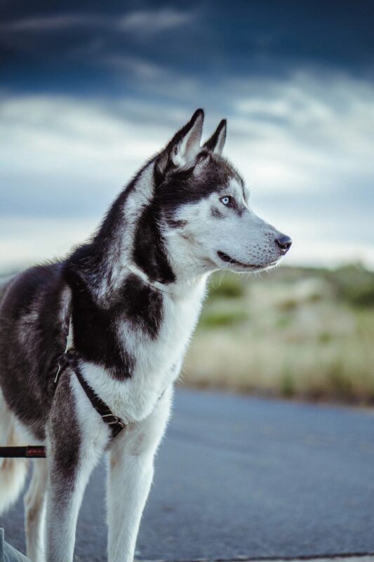 Nuit après nuit, un chien hurlait près d’un vieux puits abandonné։ Et lorsque les habitants eurent enfin le courage de regarder à l’intérieur — leurs cœurs s’arrêtèrent…