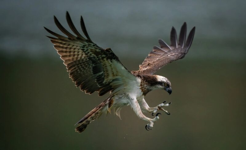 Chaque matin, la hyène attendait le moment où l’aigle s’élèverait pour chasser et emportait un des poussins։ Mais lorsqu’elle tenta d’attraper le dernier, quelque chose se produisit que même notre équipe de tournage n’avait pas prévu