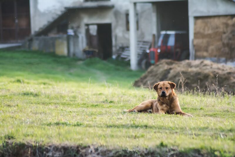 À l’aube, un homme ouvrit la porte et vit un petit chien au museau entièrement enrubanné, effondré sur le perron