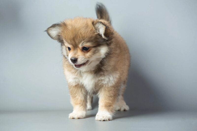Le garçon suppliait sa mère de ramener à la maison le petit chiot errant, mais en entendant son refus, il serra le chiot dans ses bras et s’enfuit